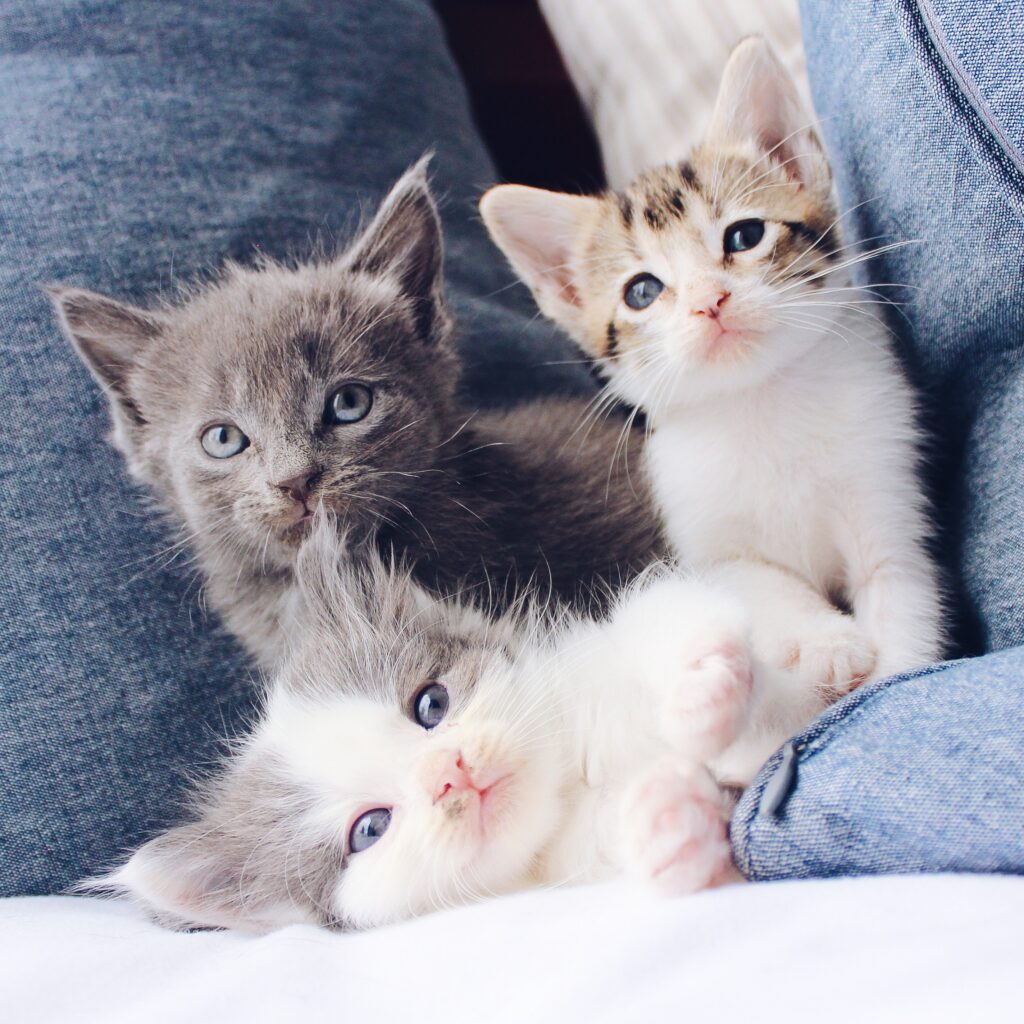 photo avec des chatons