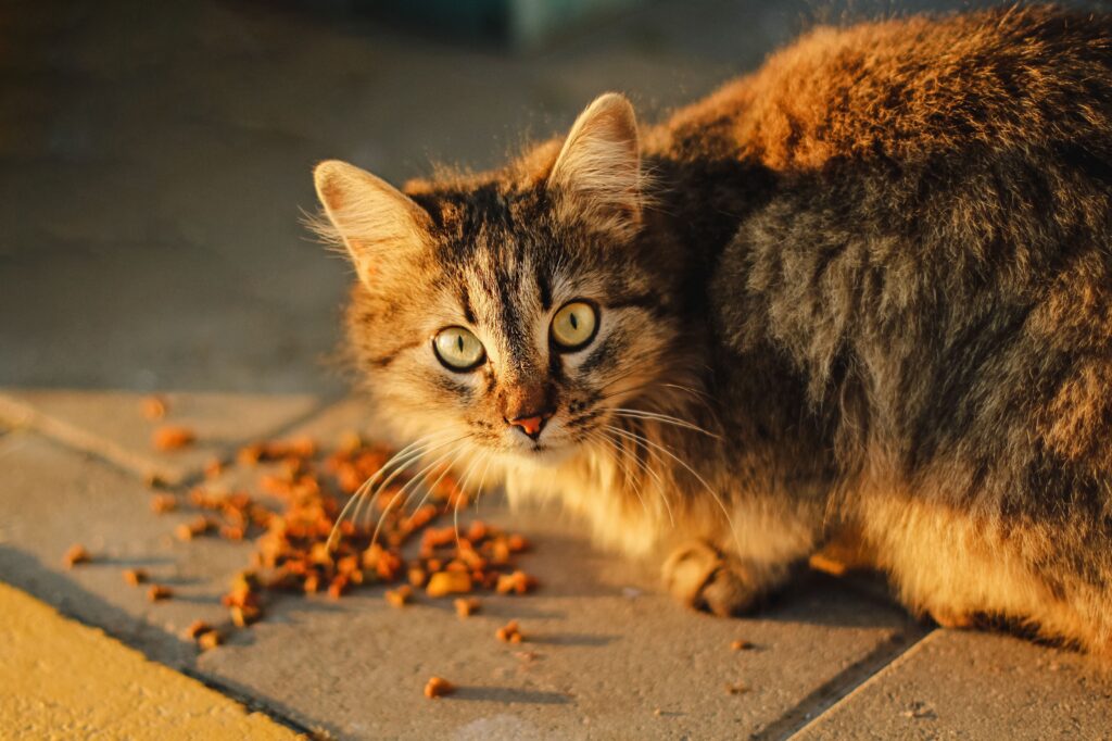 aliment dangereux chat