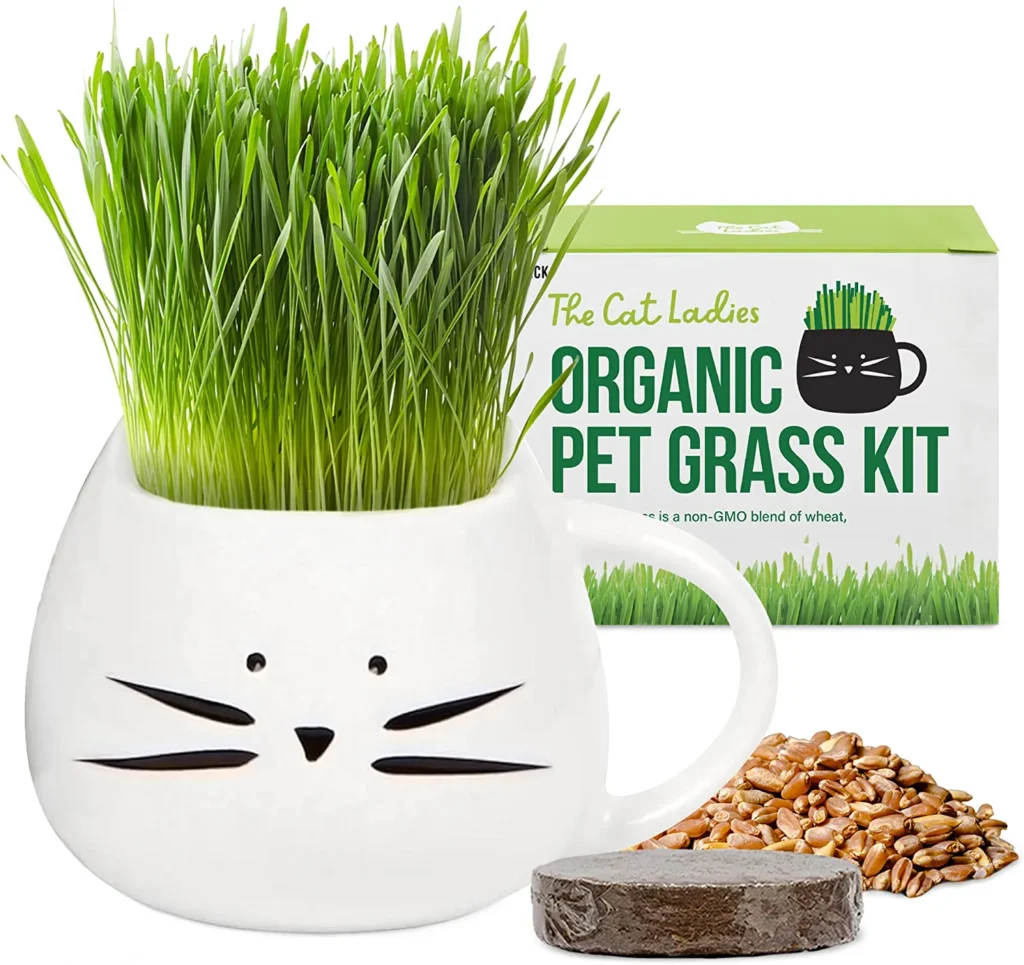 herbe biologique pour chat 