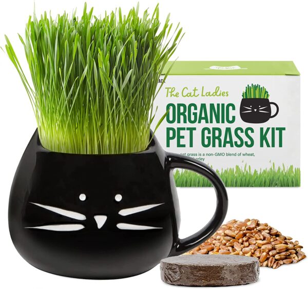 pot chat herbe bio